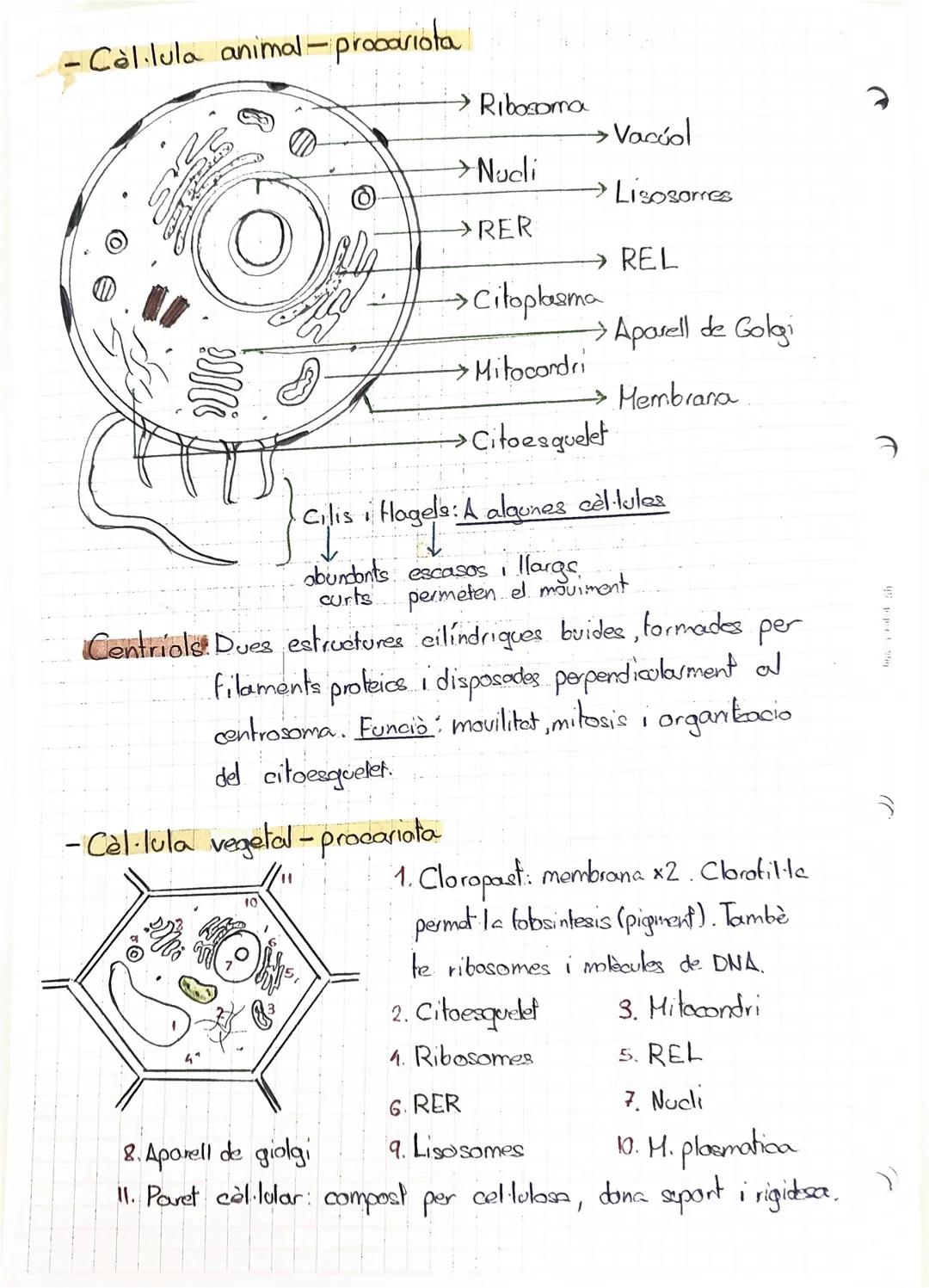 BIOLOGIA I GEOLOGIA

1.5 El nucli de les cèl.lules eucariotes:

Lámina
nuclear

Cromatina,
territorios

Ribosoma

170972025

Envuelta nuclea