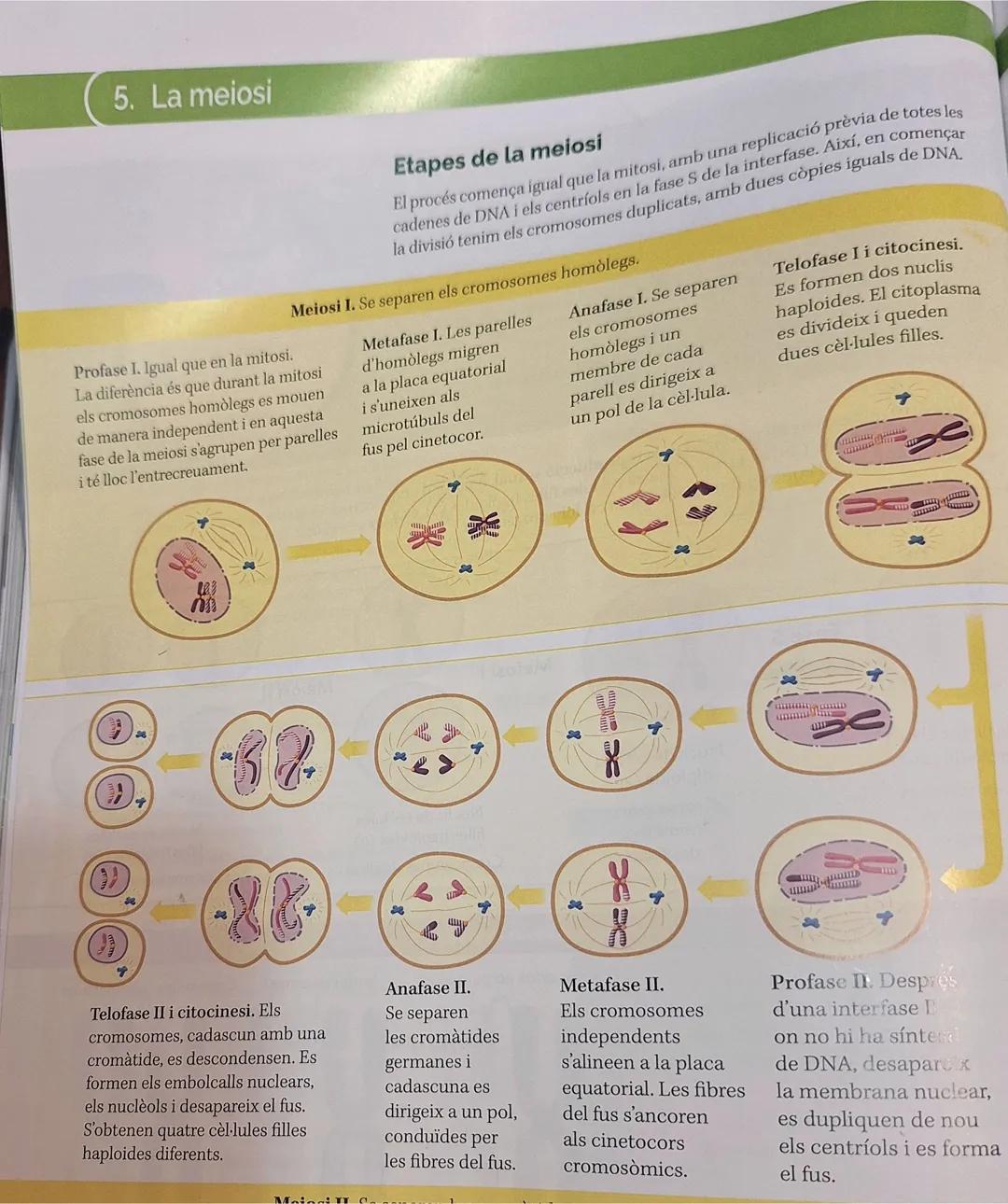 BIOLOGIA I GEOLOGIA

1.5 El nucli de les cèl.lules eucariotes:

Lámina
nuclear

Cromatina,
territorios

Ribosoma

170972025

Envuelta nuclea