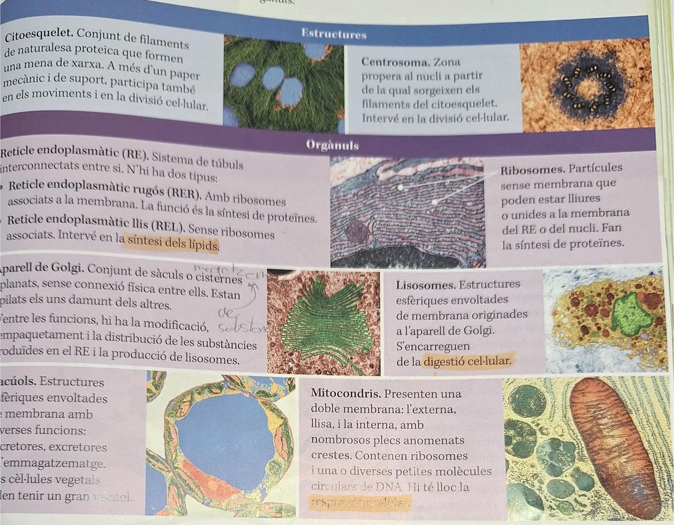 BIOLOGIA I GEOLOGIA

1.5 El nucli de les cèl.lules eucariotes:

Lámina
nuclear

Cromatina,
territorios

Ribosoma

170972025

Envuelta nuclea