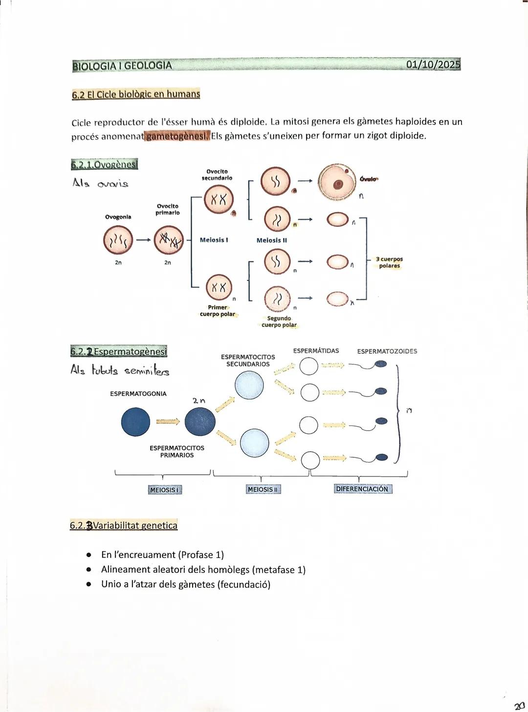 BIOLOGIA I GEOLOGIA

1.5 El nucli de les cèl.lules eucariotes:

Lámina
nuclear

Cromatina,
territorios

Ribosoma

170972025

Envuelta nuclea