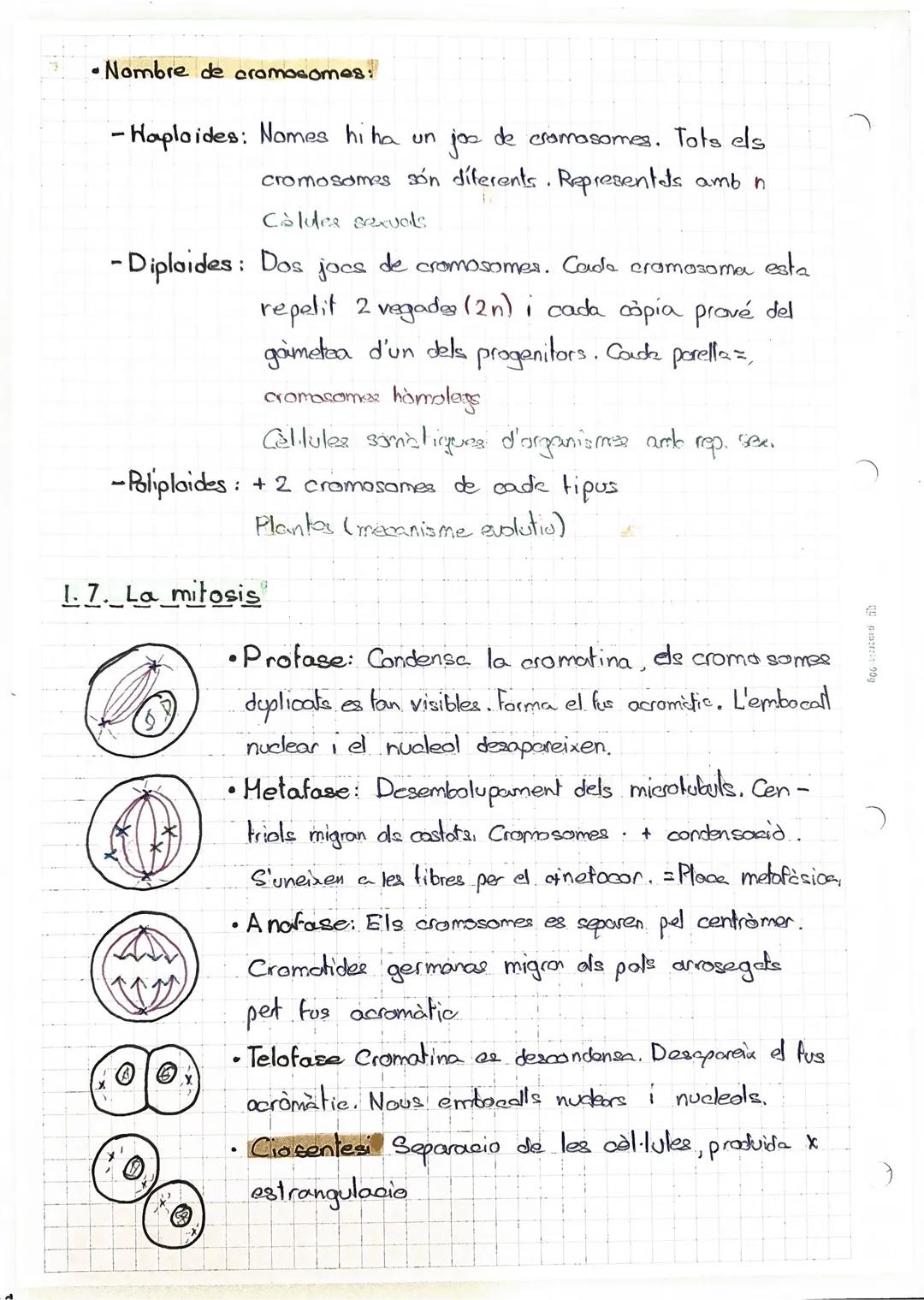 BIOLOGIA I GEOLOGIA

1.5 El nucli de les cèl.lules eucariotes:

Lámina
nuclear

Cromatina,
territorios

Ribosoma

170972025

Envuelta nuclea