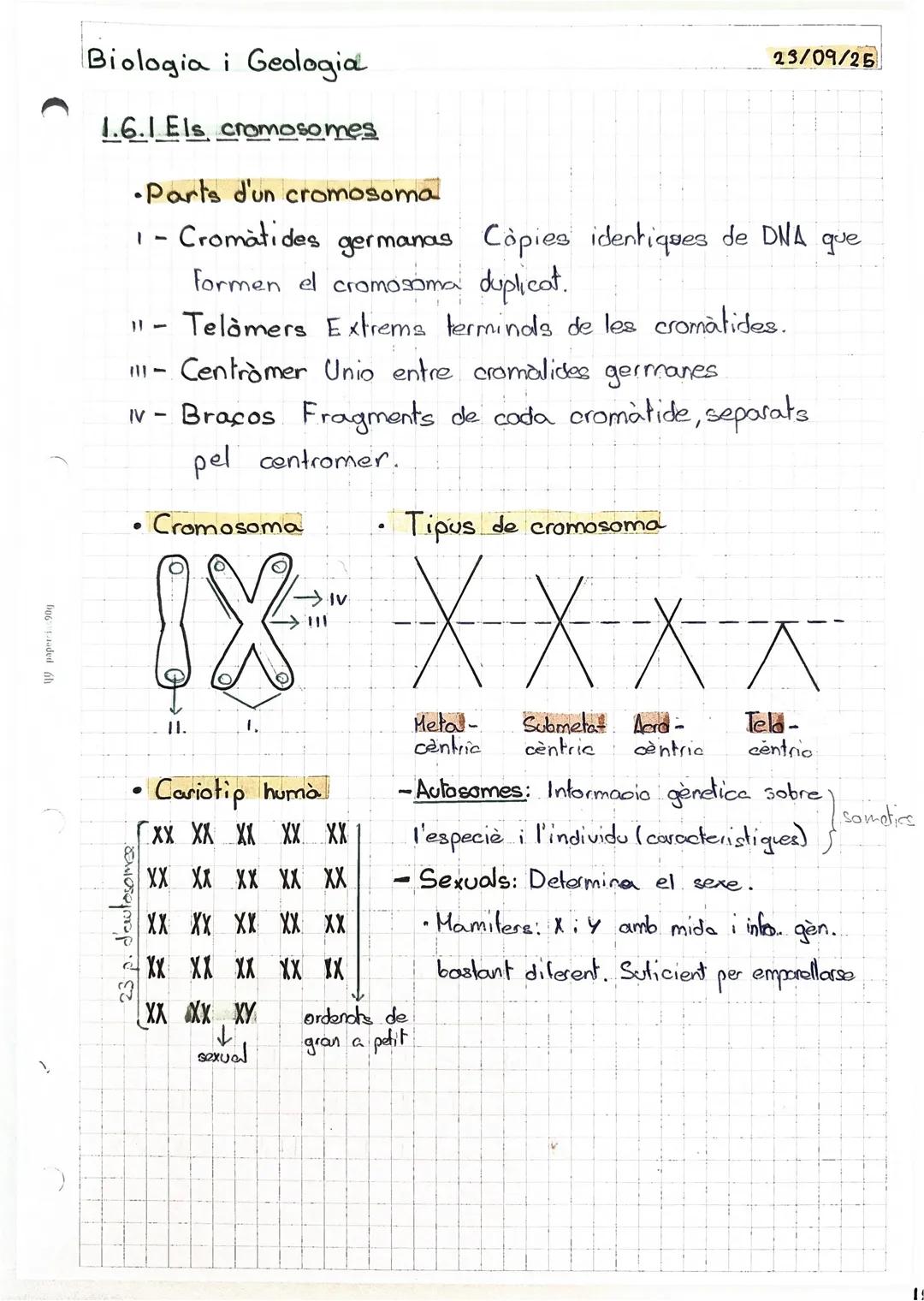 BIOLOGIA I GEOLOGIA

1.5 El nucli de les cèl.lules eucariotes:

Lámina
nuclear

Cromatina,
territorios

Ribosoma

170972025

Envuelta nuclea
