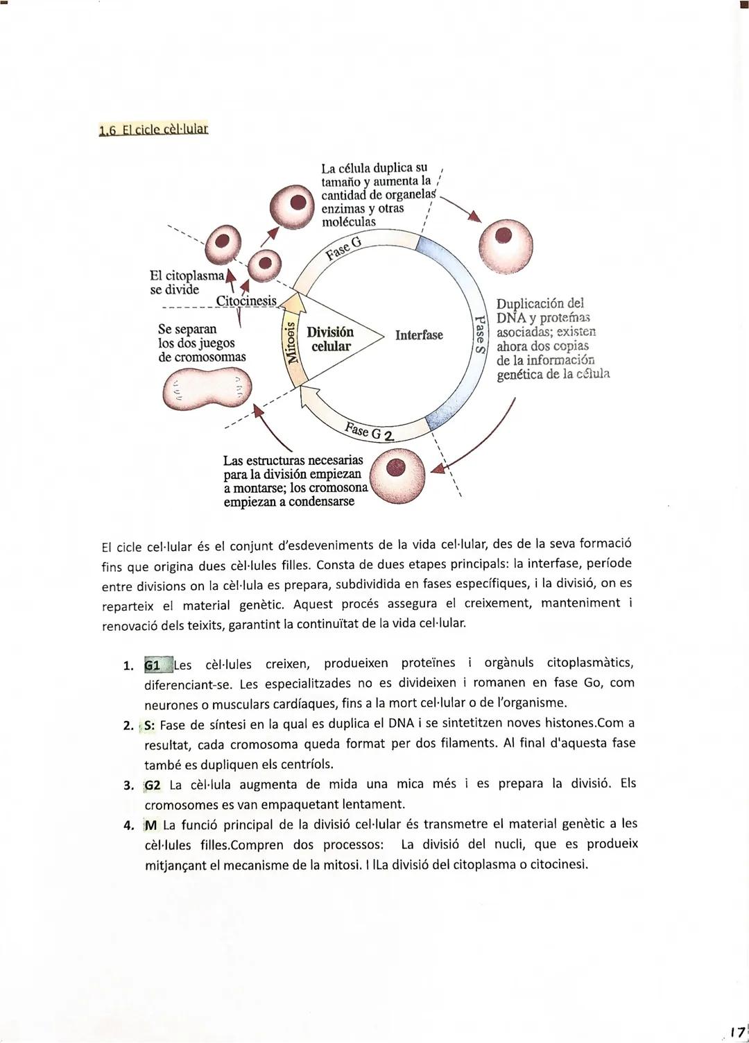 BIOLOGIA I GEOLOGIA

1.5 El nucli de les cèl.lules eucariotes:

Lámina
nuclear

Cromatina,
territorios

Ribosoma

170972025

Envuelta nuclea