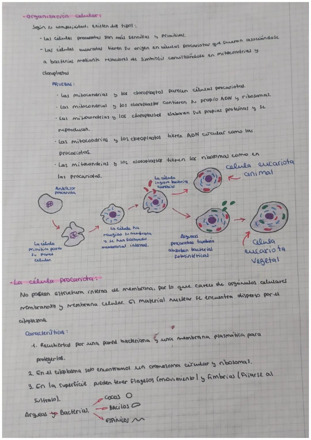 TEMA 1: LA CÉLULA
•La kona celular:
1. Todos los seres vival están formados por mínimo una célula.
2. Es la unidad fisiológica y realizan la