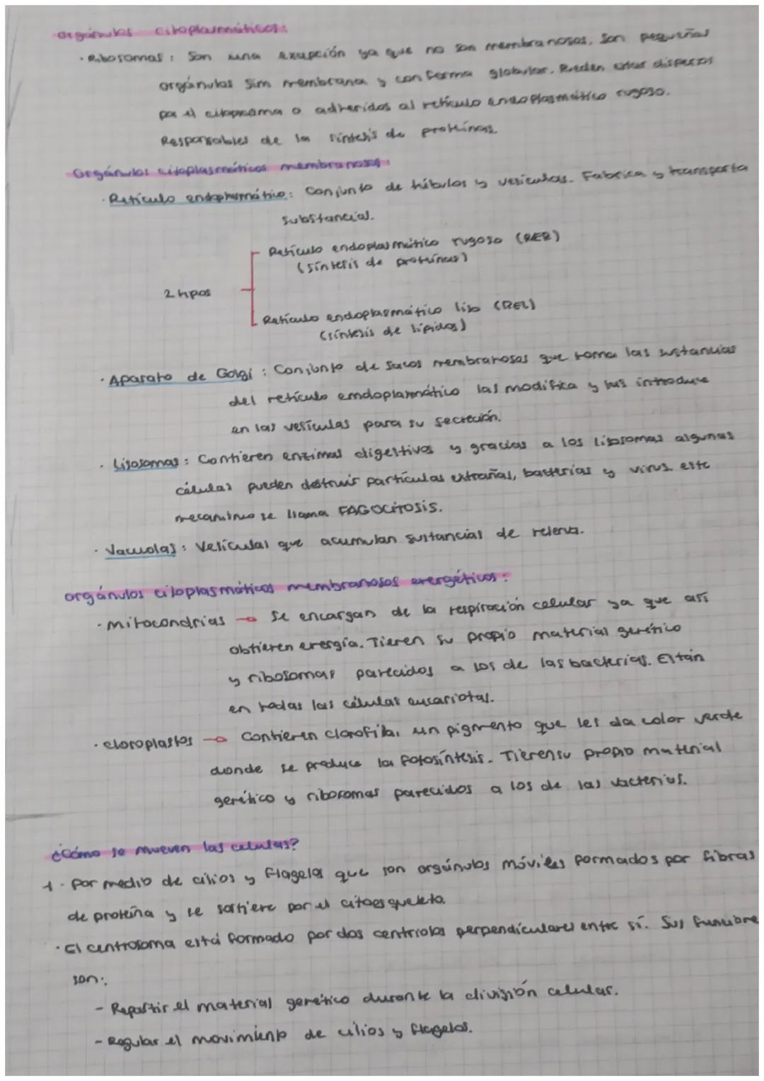 TEMA 1: LA CÉLULA
•La kona celular:
1. Todos los seres vival están formados por mínimo una célula.
2. Es la unidad fisiológica y realizan la