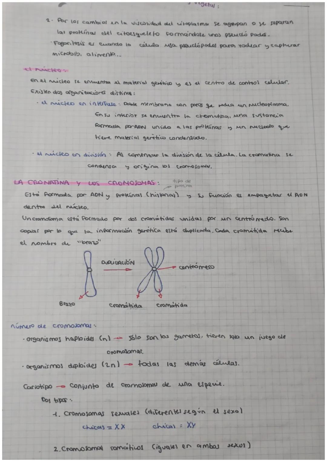 TEMA 1: LA CÉLULA
•La kona celular:
1. Todos los seres vival están formados por mínimo una célula.
2. Es la unidad fisiológica y realizan la