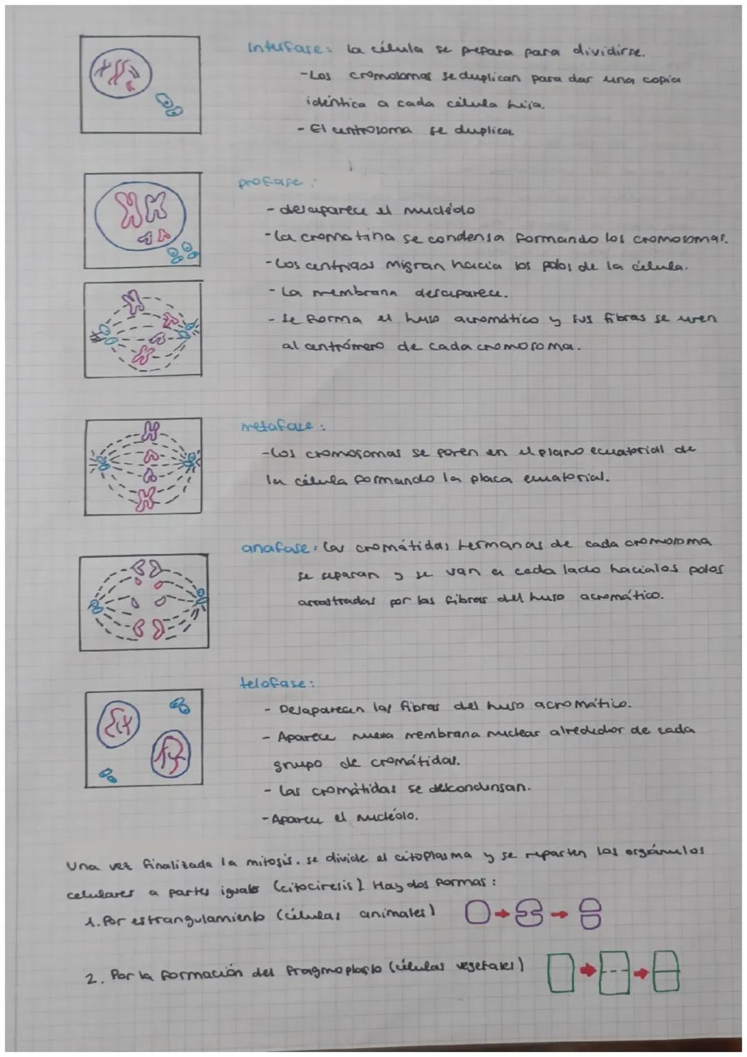 TEMA 1: LA CÉLULA
•La kona celular:
1. Todos los seres vival están formados por mínimo una célula.
2. Es la unidad fisiológica y realizan la