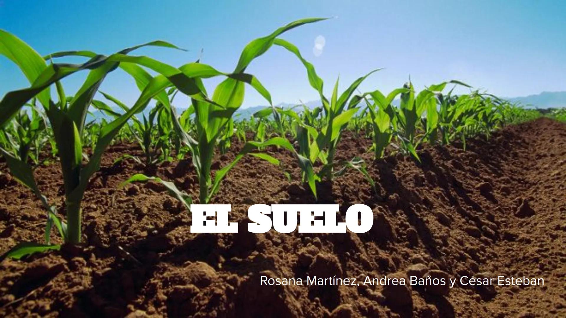 EL SUELO
Rosana Martínez, Andrea Baños y César Esteban Introducción
El suelo es la capa superficial capaz de sustentar la vegetación y es
re