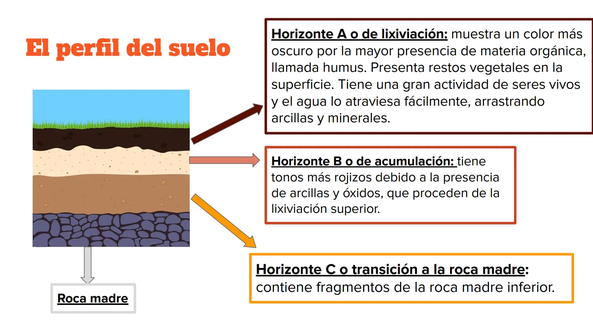 EL SUELO
Rosana Martínez, Andrea Baños y César Esteban Introducción
El suelo es la capa superficial capaz de sustentar la vegetación y es
re
