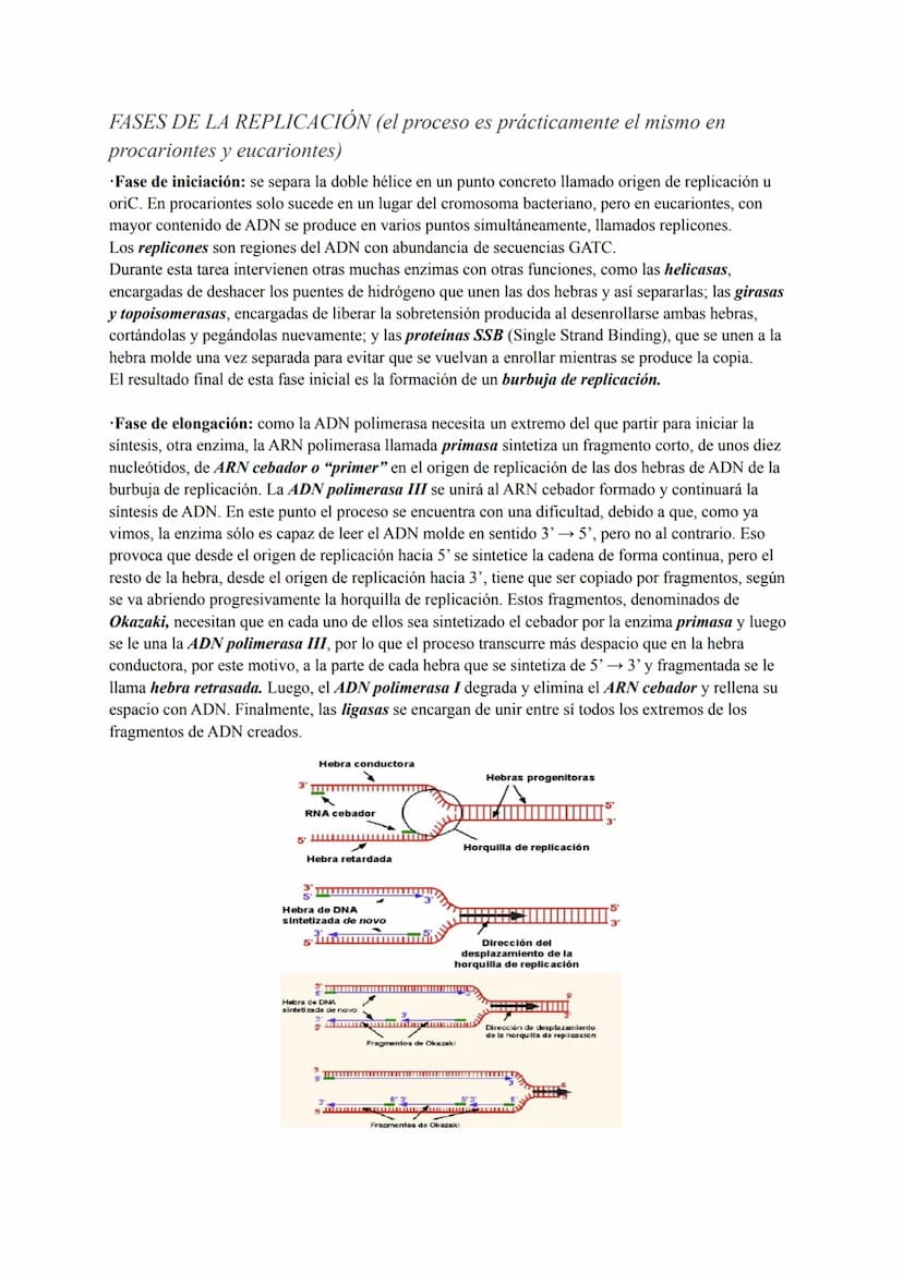 NATURALEZA MOLECULAR DE LOS GENES
GENÉTICA MOLECULAR
1928 Frederick Griffith (Streptococcus pneumoniae)
Gracias a que Frederick experimentab