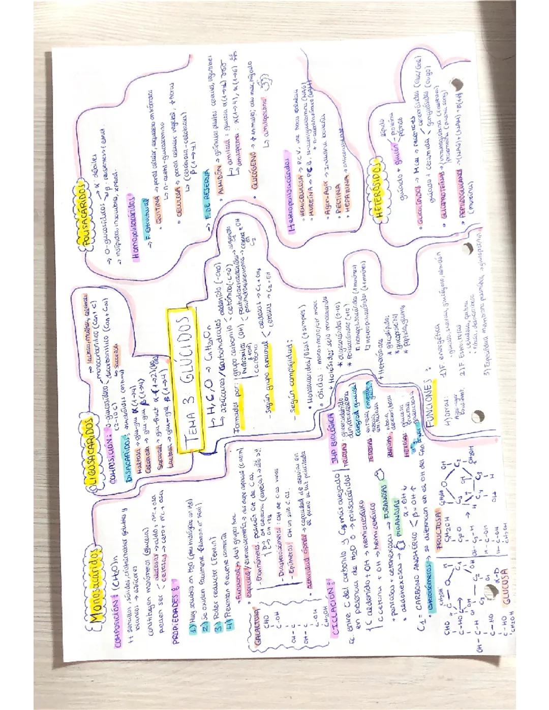 GLÚCIDOS 2BACH EVAU