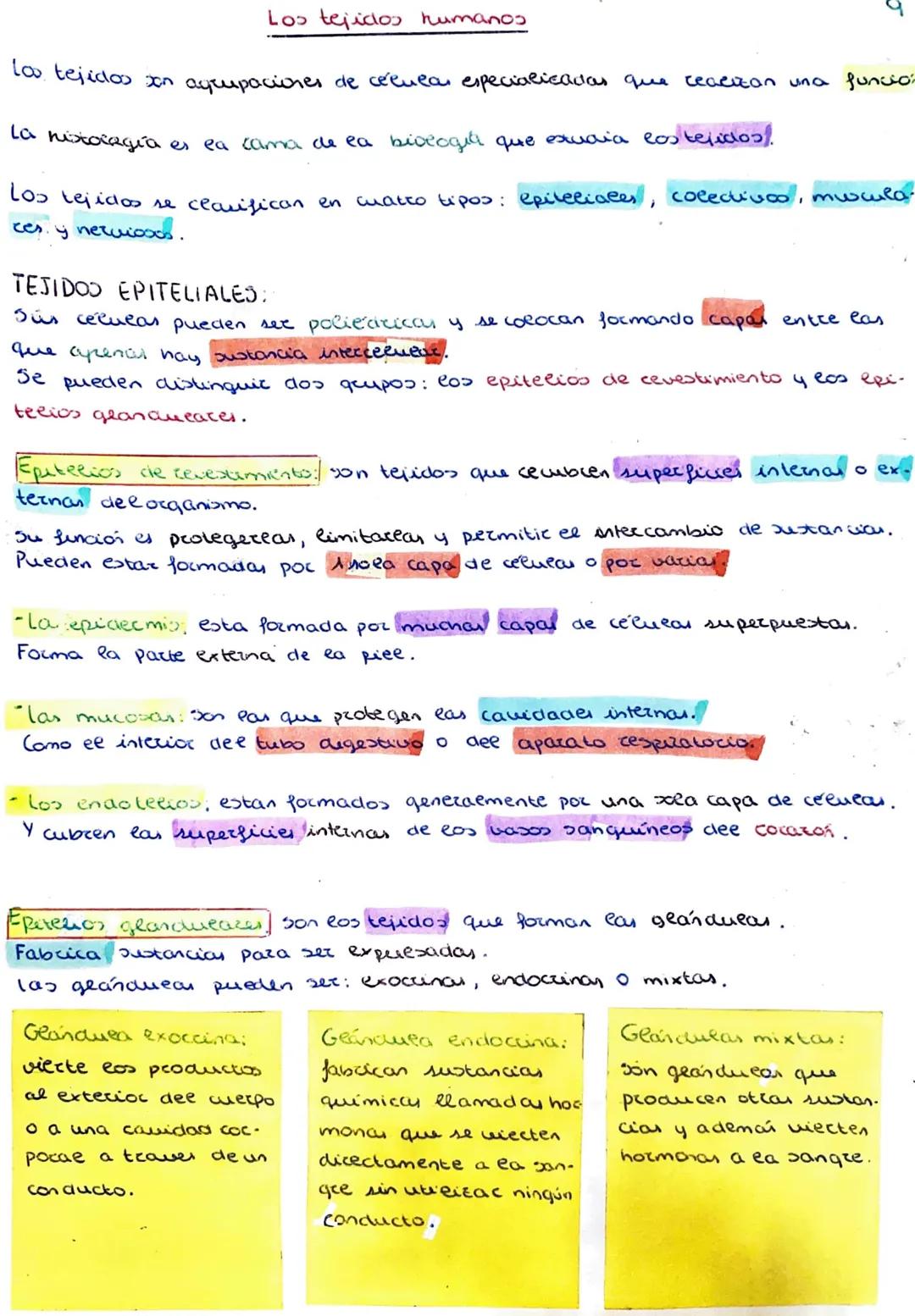 
<p>Los tejidos son agrupaciones de células especializadas que realizan una función. La histología es la rama de la biología que estudia los
