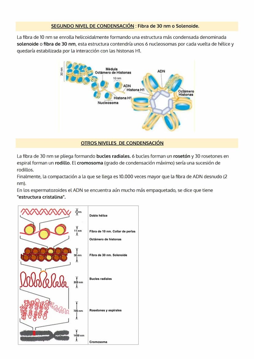 1. INTRODUCCIÓN. IMPORTANCIA DE LOS ÁCIDOS NUCLEICOS.
2. LOS NUCLEOTIDOS
TEMA 5
LOS ÁCIDOS NUCLEICOS
a. Composición
b. Importancia de los nu
