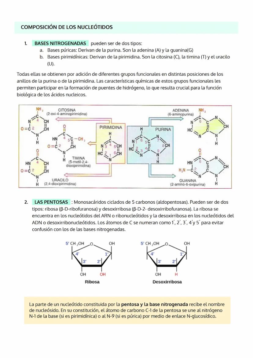 1. INTRODUCCIÓN. IMPORTANCIA DE LOS ÁCIDOS NUCLEICOS.
2. LOS NUCLEOTIDOS
TEMA 5
LOS ÁCIDOS NUCLEICOS
a. Composición
b. Importancia de los nu