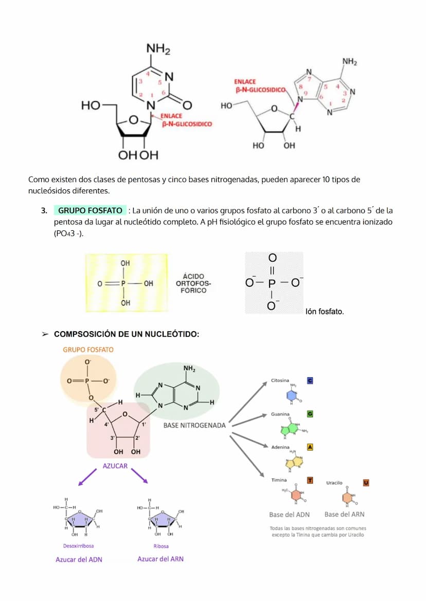 1. INTRODUCCIÓN. IMPORTANCIA DE LOS ÁCIDOS NUCLEICOS.
2. LOS NUCLEOTIDOS
TEMA 5
LOS ÁCIDOS NUCLEICOS
a. Composición
b. Importancia de los nu