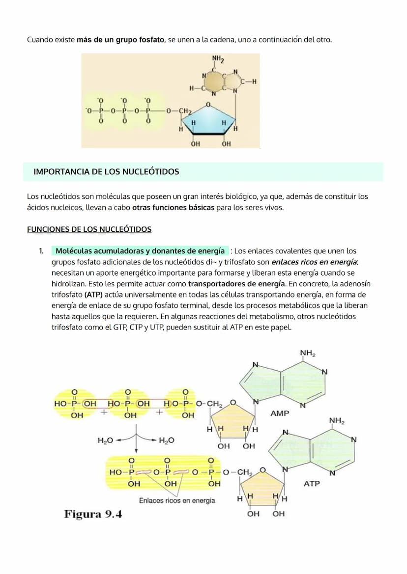 1. INTRODUCCIÓN. IMPORTANCIA DE LOS ÁCIDOS NUCLEICOS.
2. LOS NUCLEOTIDOS
TEMA 5
LOS ÁCIDOS NUCLEICOS
a. Composición
b. Importancia de los nu