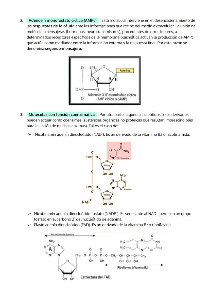 1. INTRODUCCIÓN. IMPORTANCIA DE LOS ÁCIDOS NUCLEICOS.
2. LOS NUCLEOTIDOS
TEMA 5
LOS ÁCIDOS NUCLEICOS
a. Composición
b. Importancia de los nu
