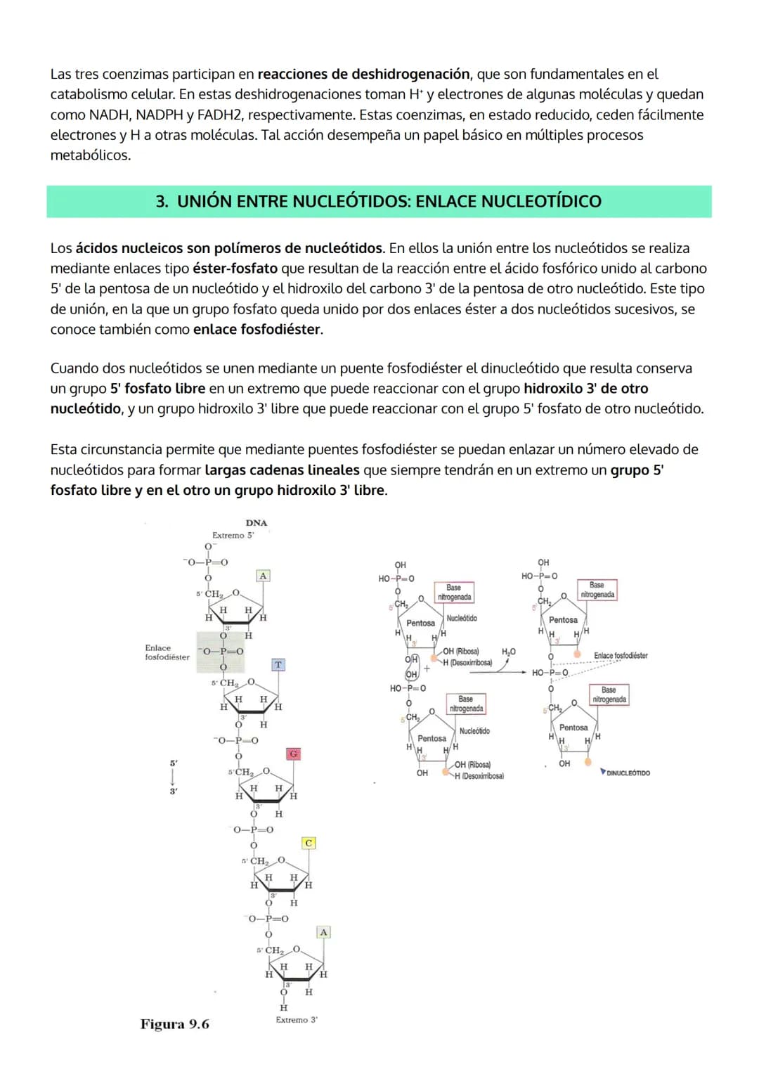 1. INTRODUCCIÓN. IMPORTANCIA DE LOS ÁCIDOS NUCLEICOS.
2. LOS NUCLEOTIDOS
TEMA 5
LOS ÁCIDOS NUCLEICOS
a. Composición
b. Importancia de los nu