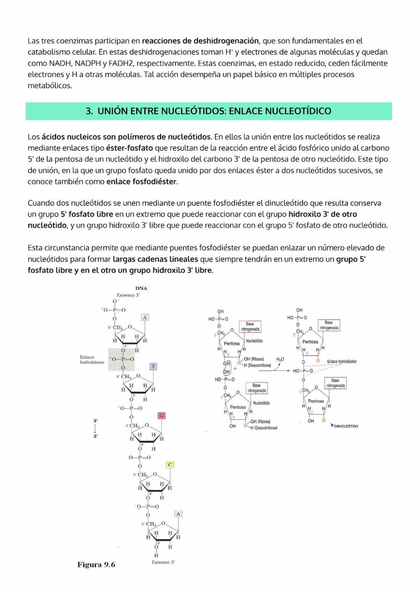 1. INTRODUCCIÓN. IMPORTANCIA DE LOS ÁCIDOS NUCLEICOS.
2. LOS NUCLEOTIDOS
TEMA 5
LOS ÁCIDOS NUCLEICOS
a. Composición
b. Importancia de los nu