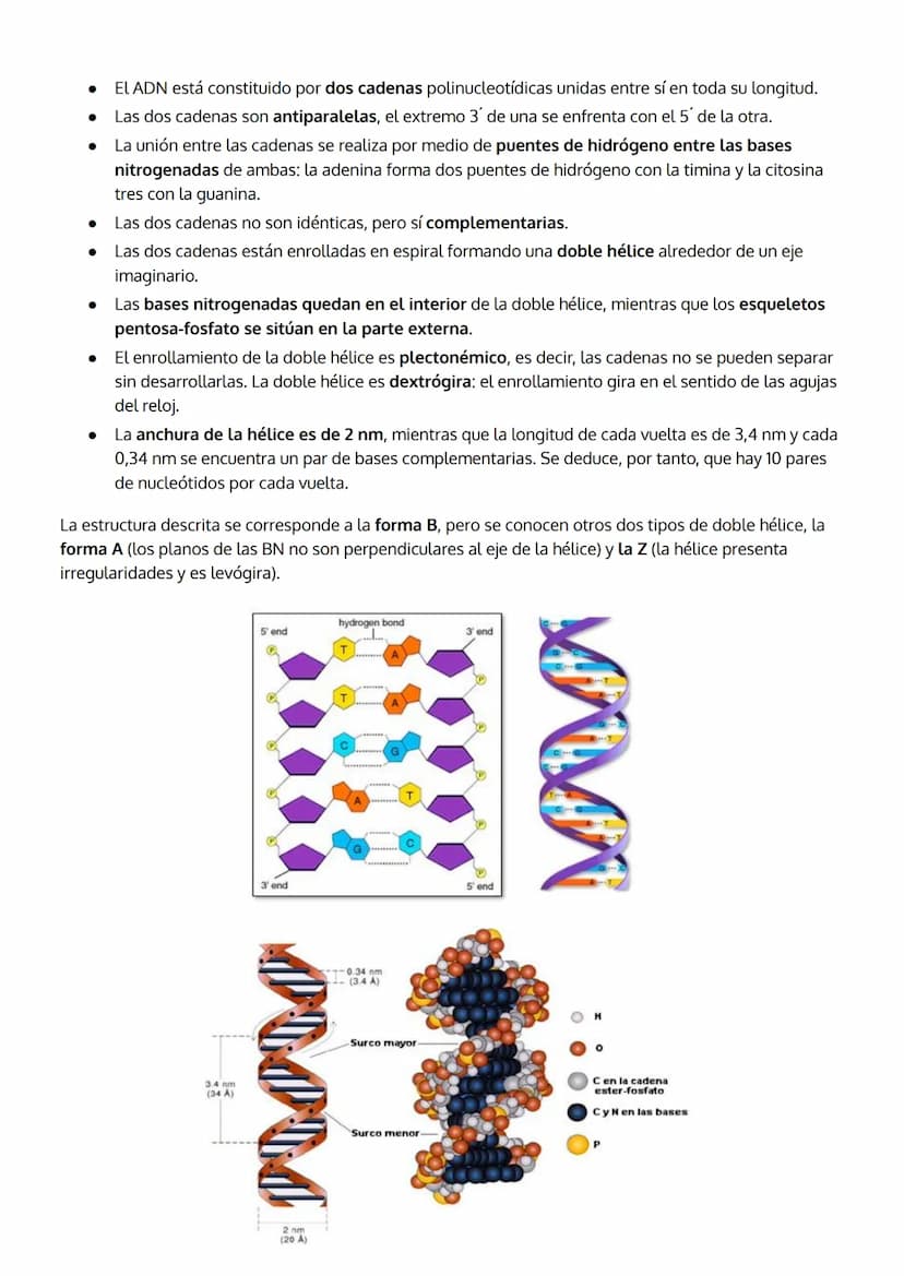 1. INTRODUCCIÓN. IMPORTANCIA DE LOS ÁCIDOS NUCLEICOS.
2. LOS NUCLEOTIDOS
TEMA 5
LOS ÁCIDOS NUCLEICOS
a. Composición
b. Importancia de los nu