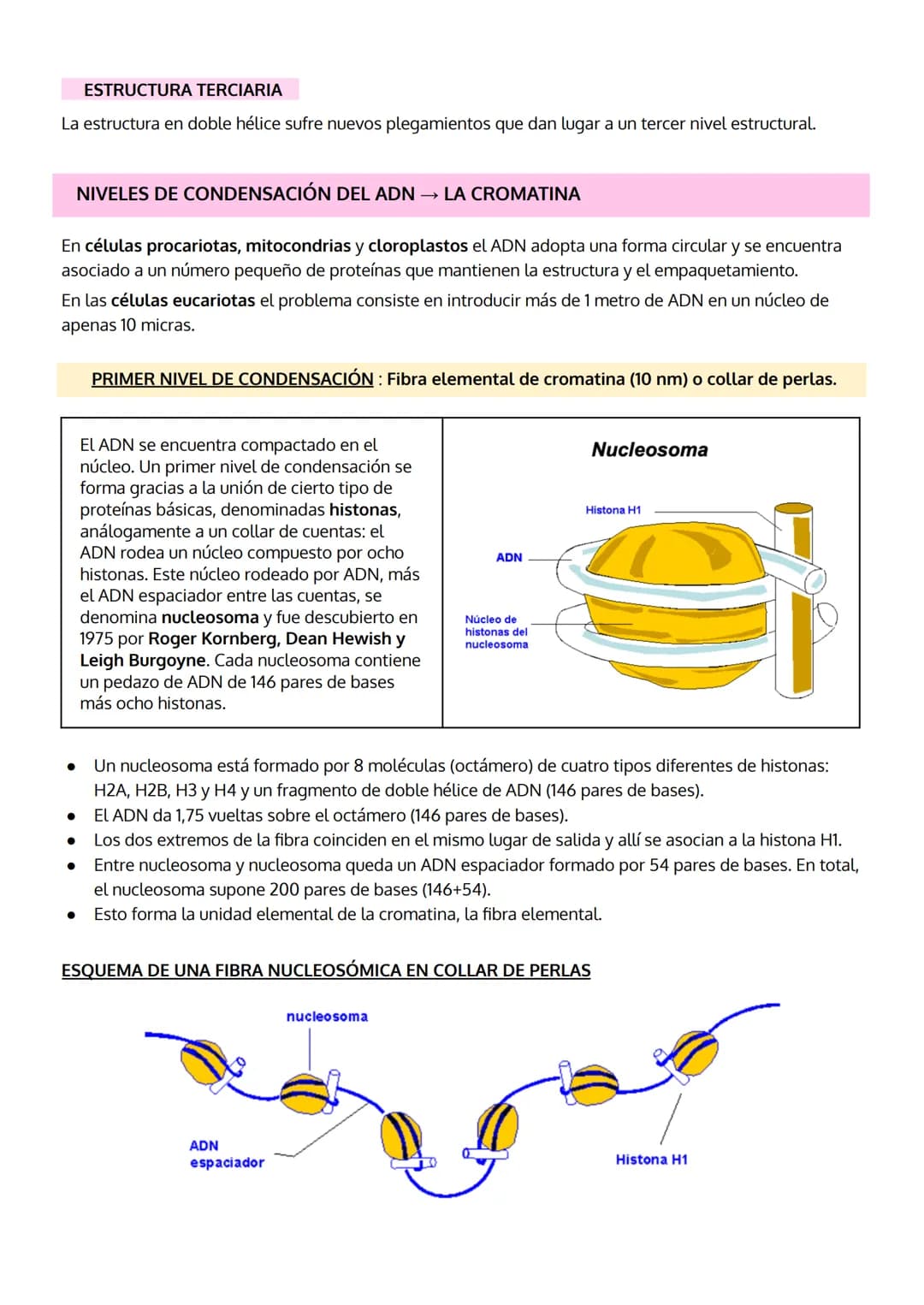 1. INTRODUCCIÓN. IMPORTANCIA DE LOS ÁCIDOS NUCLEICOS.
2. LOS NUCLEOTIDOS
TEMA 5
LOS ÁCIDOS NUCLEICOS
a. Composición
b. Importancia de los nu