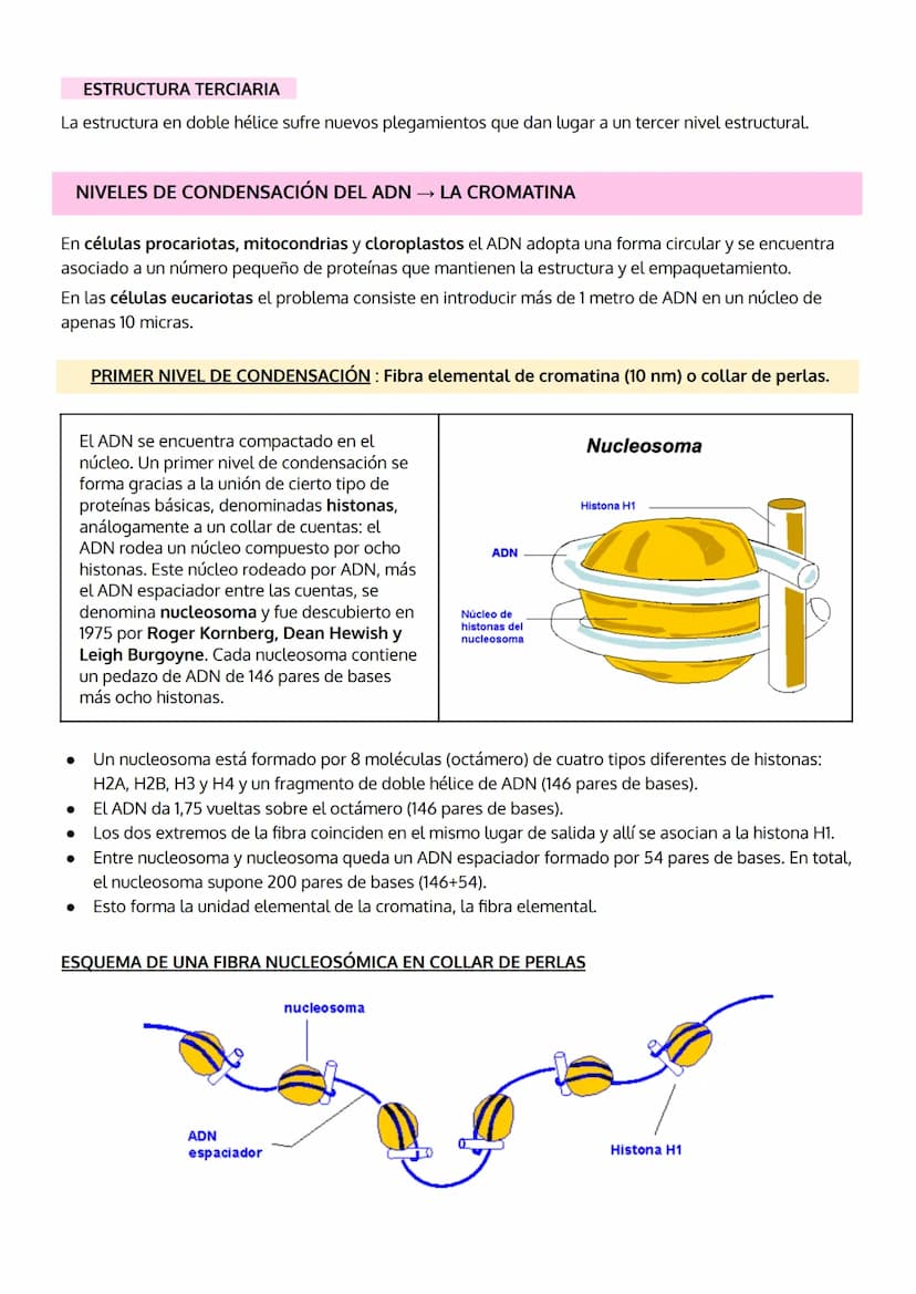 1. INTRODUCCIÓN. IMPORTANCIA DE LOS ÁCIDOS NUCLEICOS.
2. LOS NUCLEOTIDOS
TEMA 5
LOS ÁCIDOS NUCLEICOS
a. Composición
b. Importancia de los nu