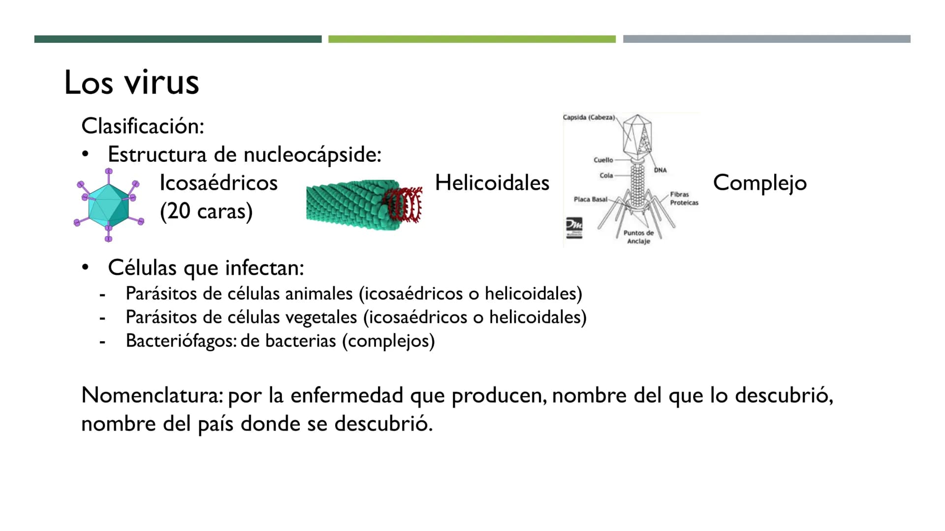 MICROBIOLOGÍA
UNIDAD 2 DE BIOLOGÍA 1º BACH Los virus
No son seres vivos: carecen de células y no cumplen las 3 f. vitales. No tienen
activid