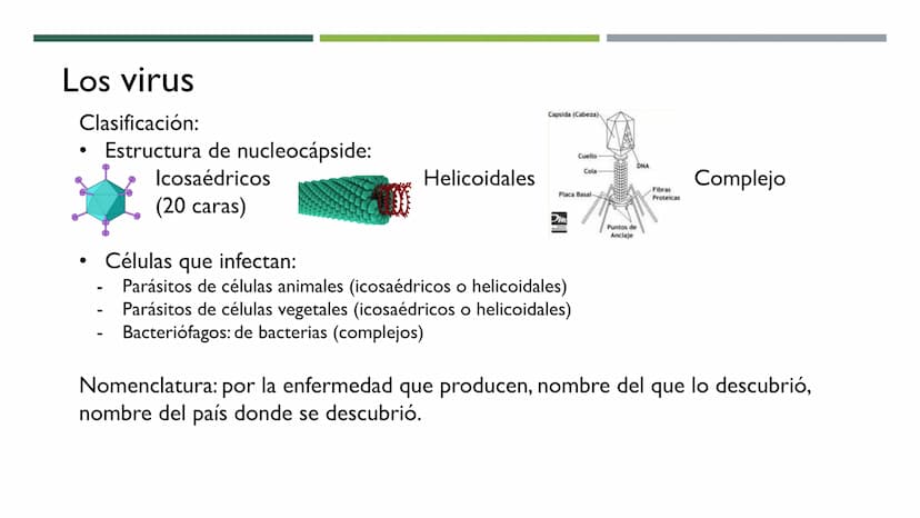 MICROBIOLOGÍA
UNIDAD 2 DE BIOLOGÍA 1º BACH Los virus
No son seres vivos: carecen de células y no cumplen las 3 f. vitales. No tienen
activid