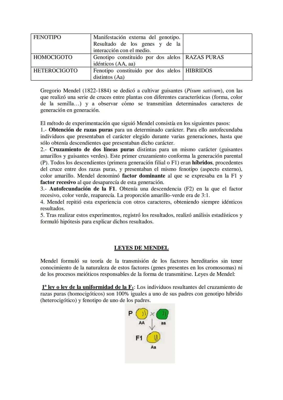 TEMA 15 GENÉTICA MENDELIANA
- Leyes de Mendel. Uniformidad de la primera generación filial resultante del
cruzamiento de líneas puras. Ley d