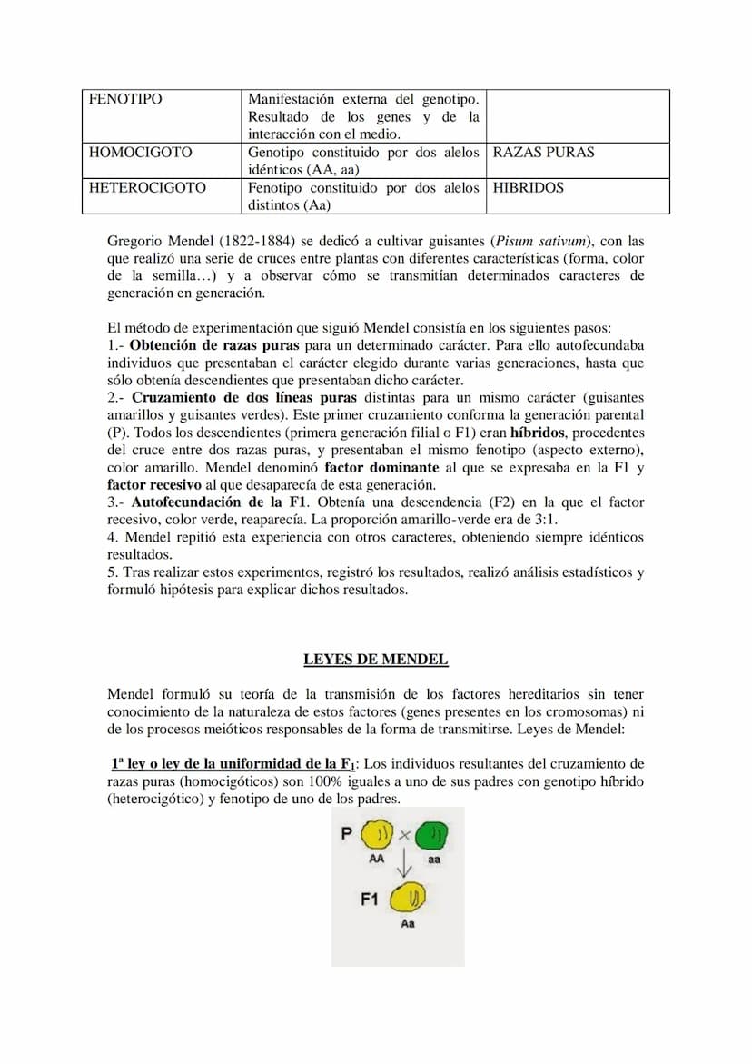 TEMA 15 GENÉTICA MENDELIANA
- Leyes de Mendel. Uniformidad de la primera generación filial resultante del
cruzamiento de líneas puras. Ley d
