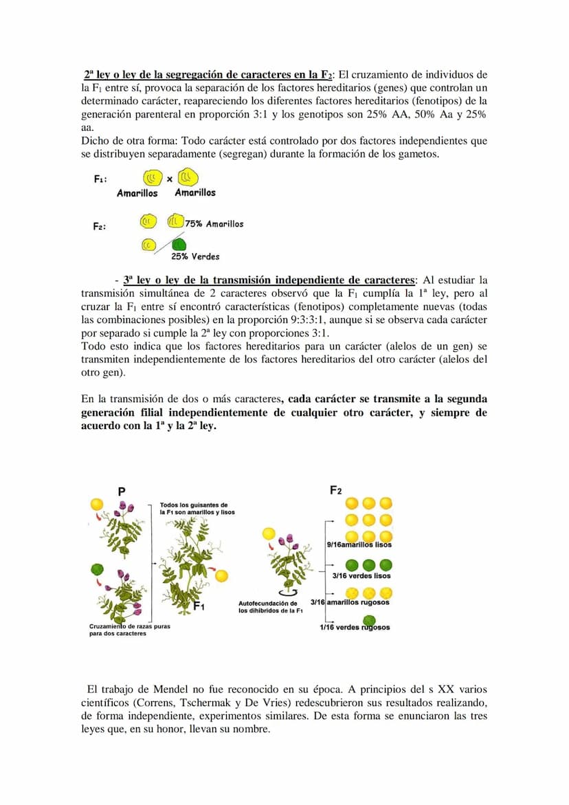 TEMA 15 GENÉTICA MENDELIANA
- Leyes de Mendel. Uniformidad de la primera generación filial resultante del
cruzamiento de líneas puras. Ley d