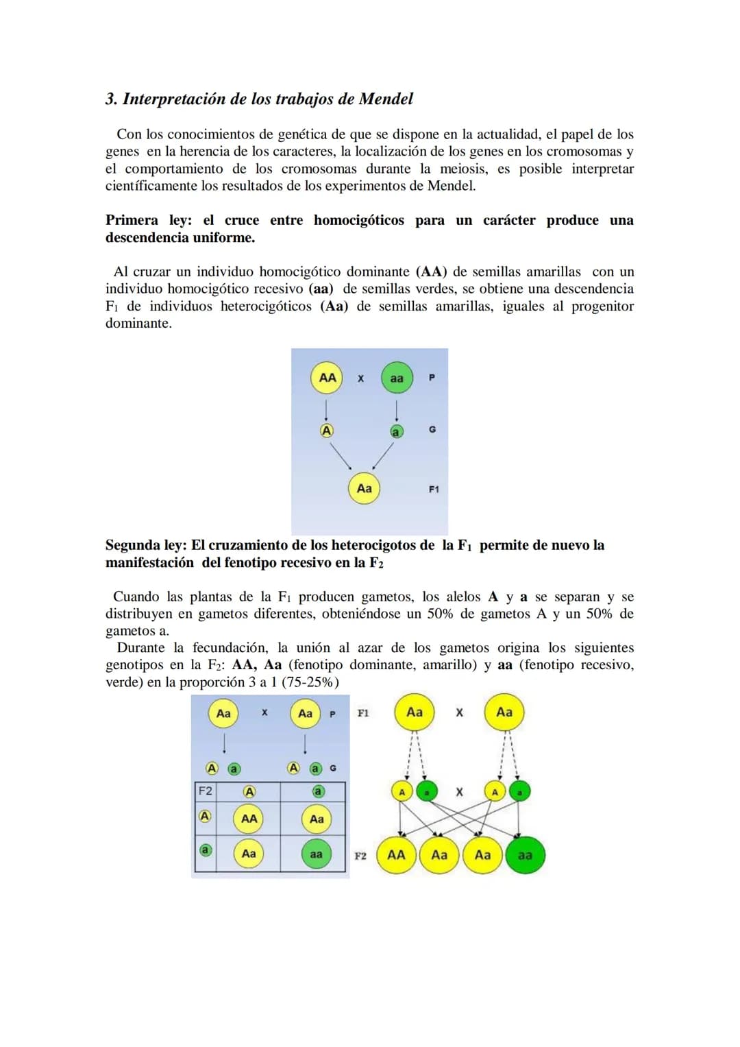 TEMA 15 GENÉTICA MENDELIANA
- Leyes de Mendel. Uniformidad de la primera generación filial resultante del
cruzamiento de líneas puras. Ley d
