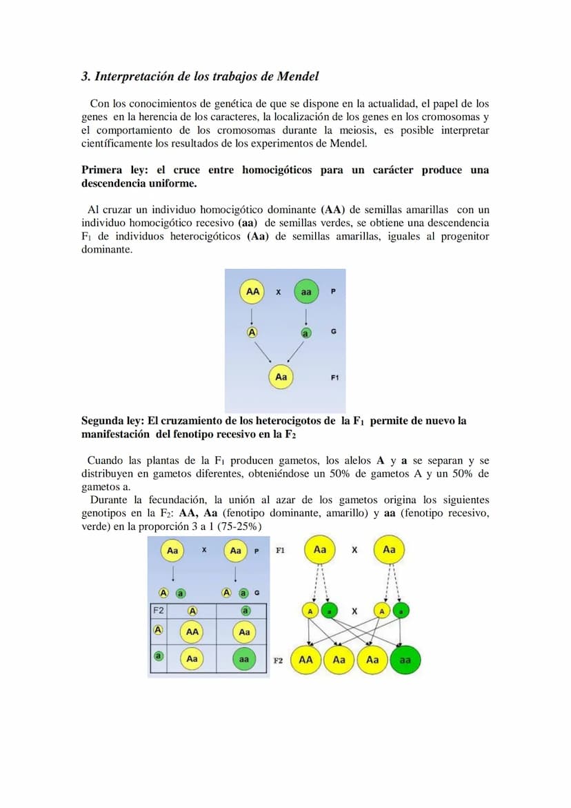 TEMA 15 GENÉTICA MENDELIANA
- Leyes de Mendel. Uniformidad de la primera generación filial resultante del
cruzamiento de líneas puras. Ley d