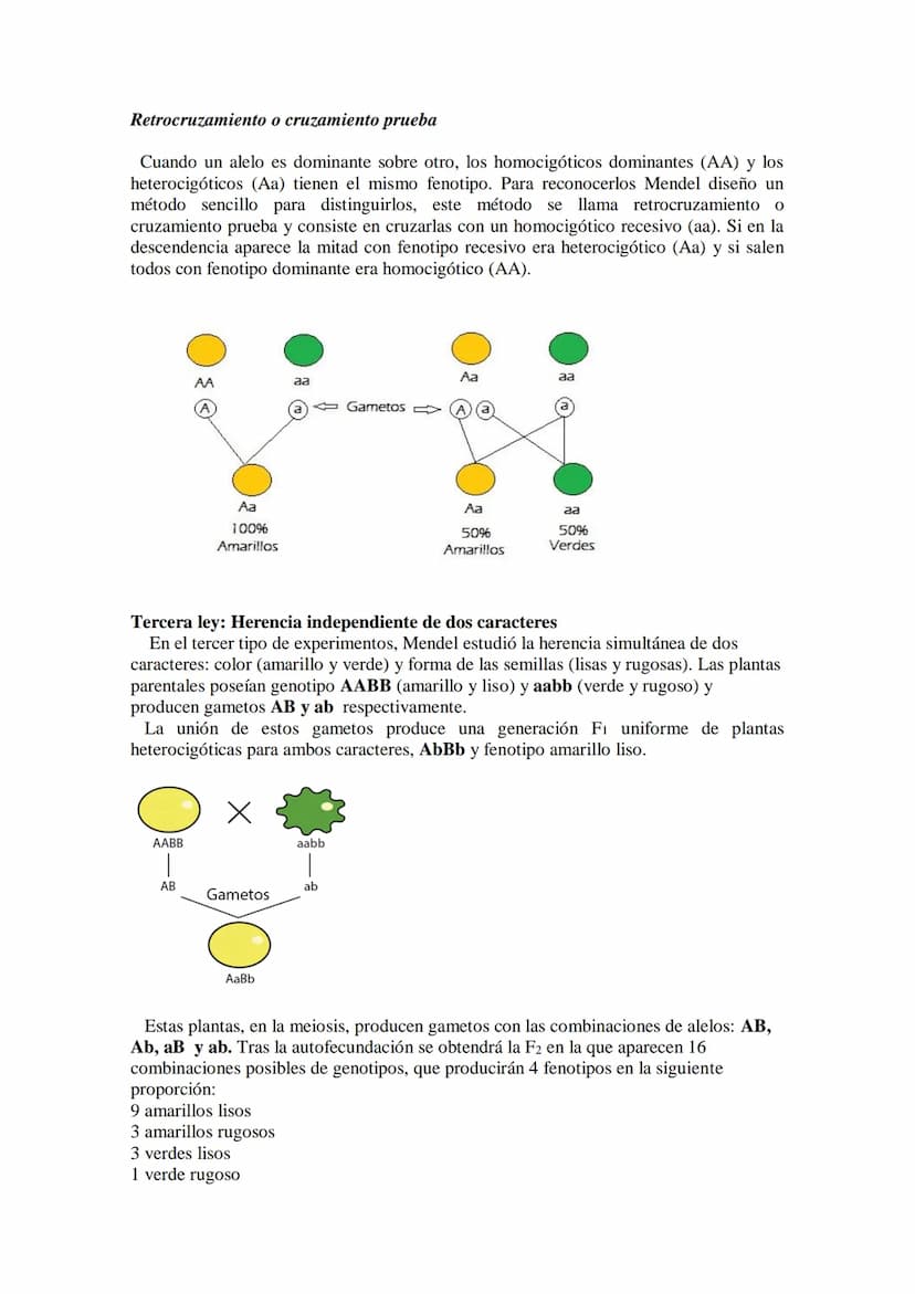 TEMA 15 GENÉTICA MENDELIANA
- Leyes de Mendel. Uniformidad de la primera generación filial resultante del
cruzamiento de líneas puras. Ley d