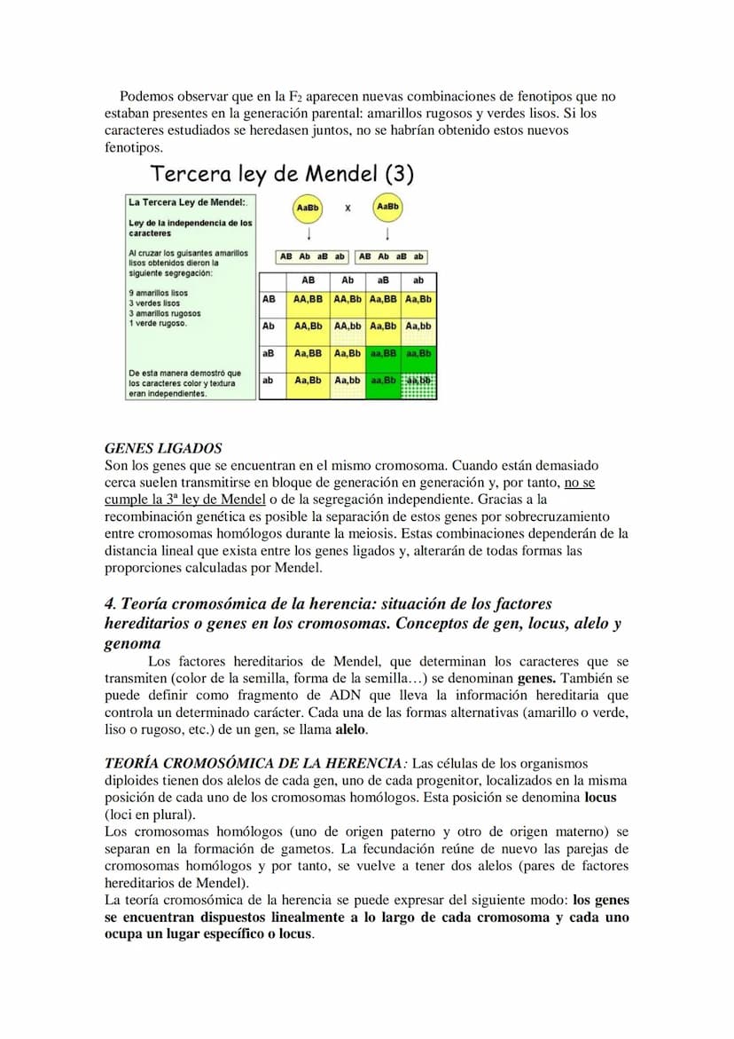 TEMA 15 GENÉTICA MENDELIANA
- Leyes de Mendel. Uniformidad de la primera generación filial resultante del
cruzamiento de líneas puras. Ley d