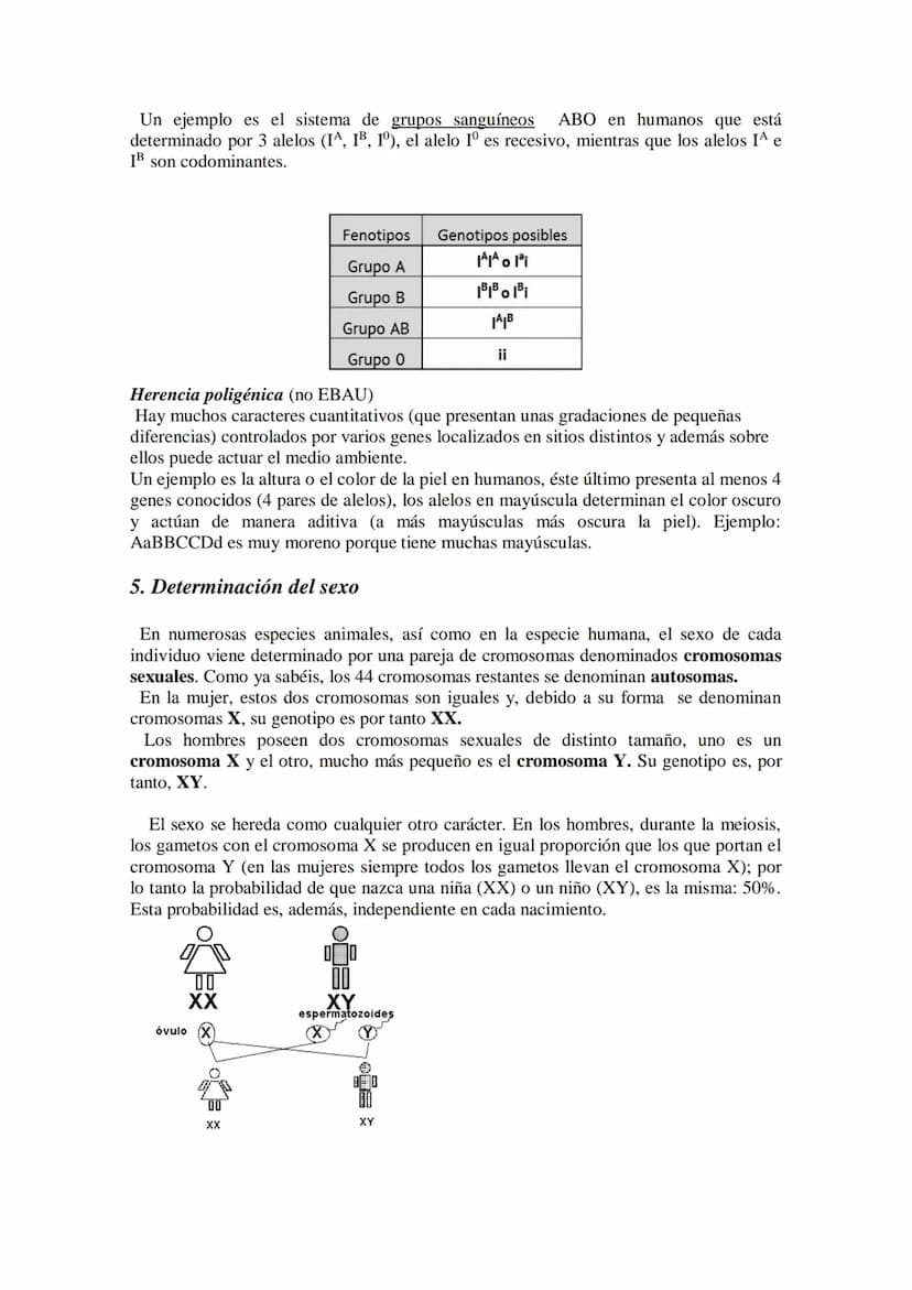TEMA 15 GENÉTICA MENDELIANA
- Leyes de Mendel. Uniformidad de la primera generación filial resultante del
cruzamiento de líneas puras. Ley d