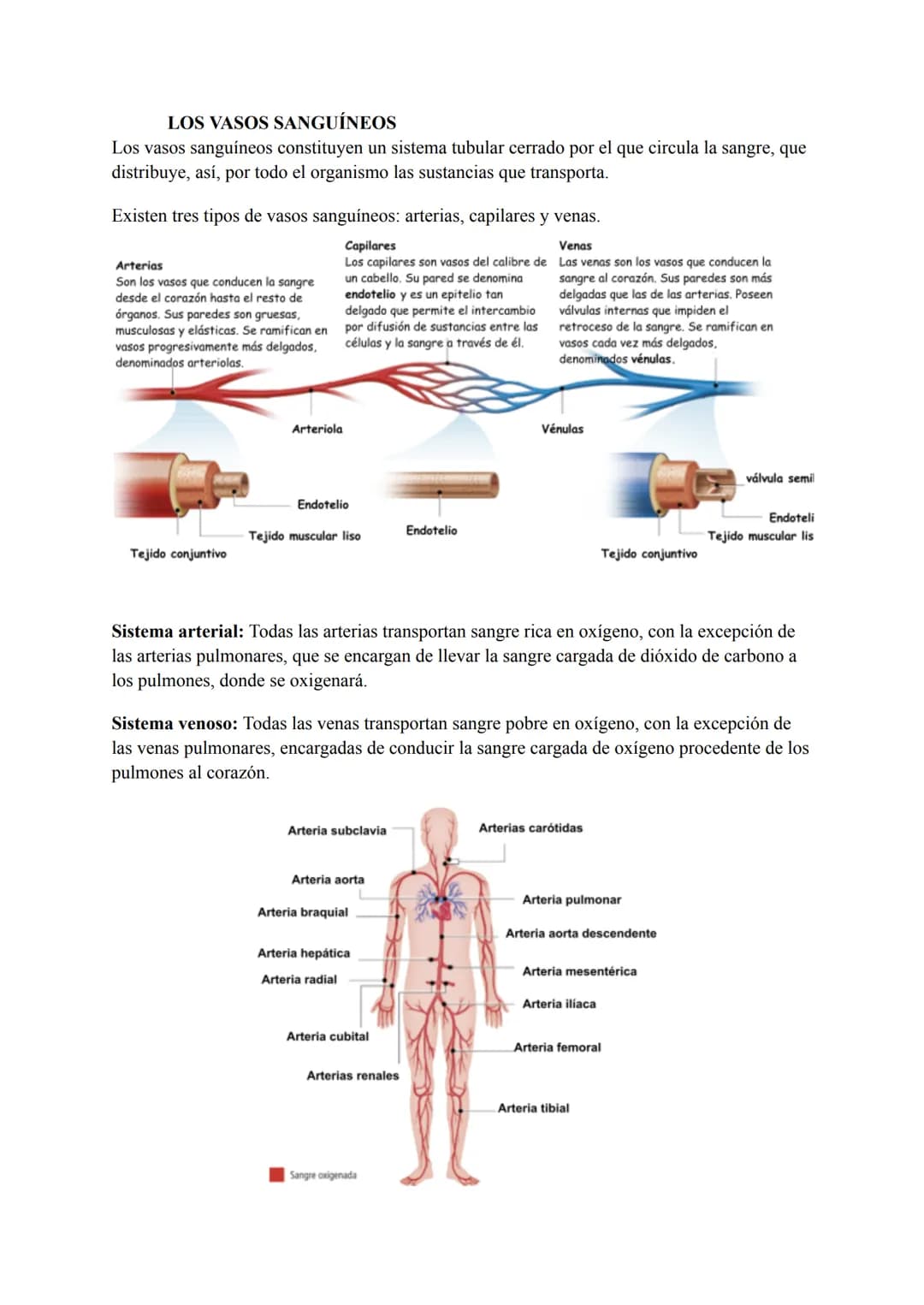 El sistema circulatorio sanguíneo
LA SANGRE
La sangre es un tejido conectivo líquido de color rojo que circula por el interior de los vasos
