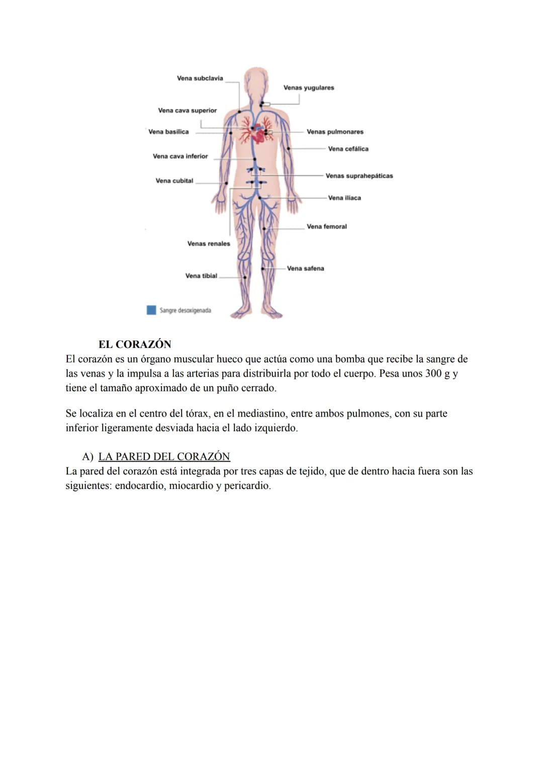 El sistema circulatorio sanguíneo
LA SANGRE
La sangre es un tejido conectivo líquido de color rojo que circula por el interior de los vasos
