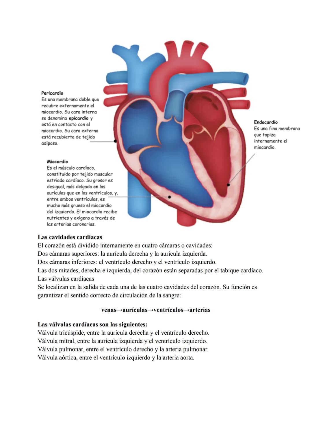 El sistema circulatorio sanguíneo
LA SANGRE
La sangre es un tejido conectivo líquido de color rojo que circula por el interior de los vasos
