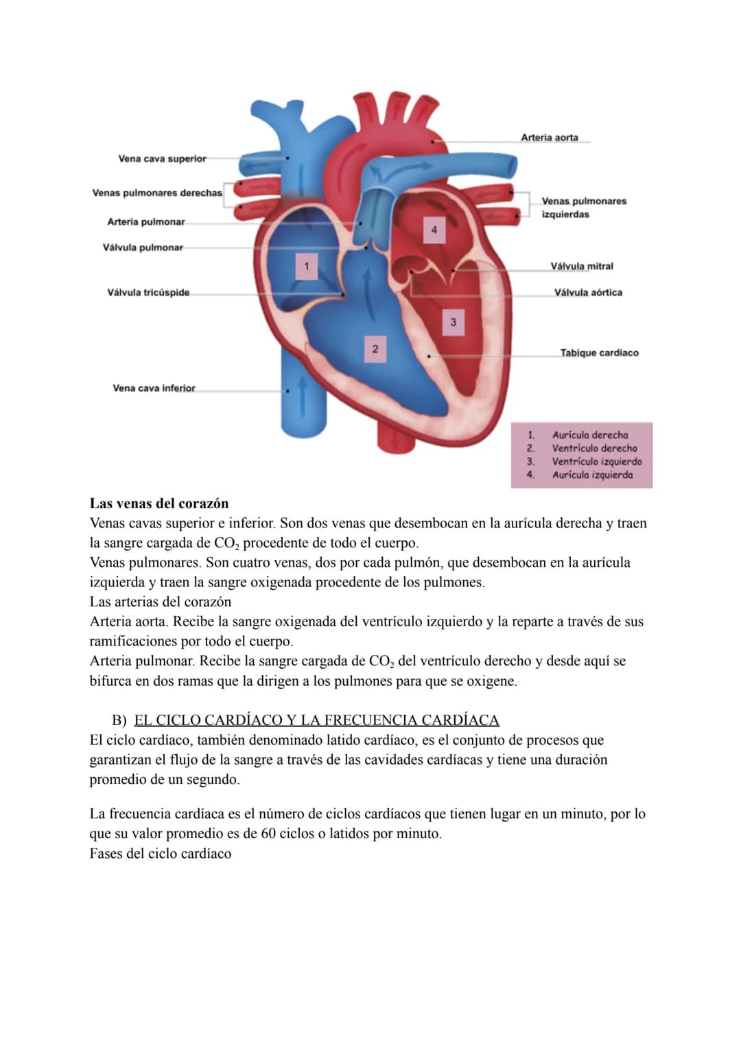 El sistema circulatorio sanguíneo
LA SANGRE
La sangre es un tejido conectivo líquido de color rojo que circula por el interior de los vasos

