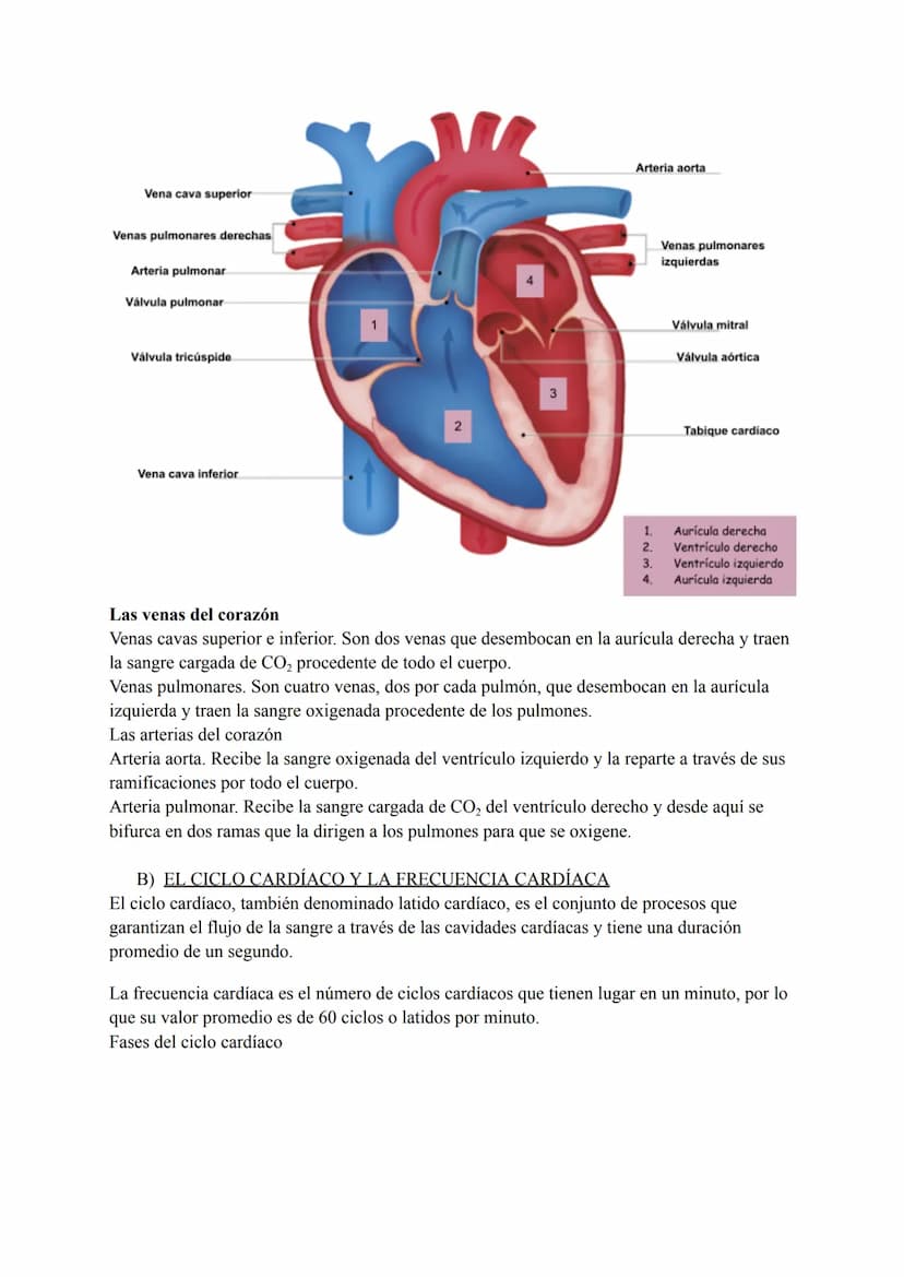 El sistema circulatorio sanguíneo
LA SANGRE
La sangre es un tejido conectivo líquido de color rojo que circula por el interior de los vasos
