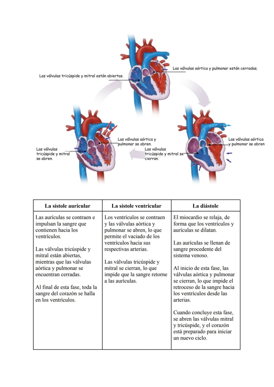 El sistema circulatorio sanguíneo
LA SANGRE
La sangre es un tejido conectivo líquido de color rojo que circula por el interior de los vasos
