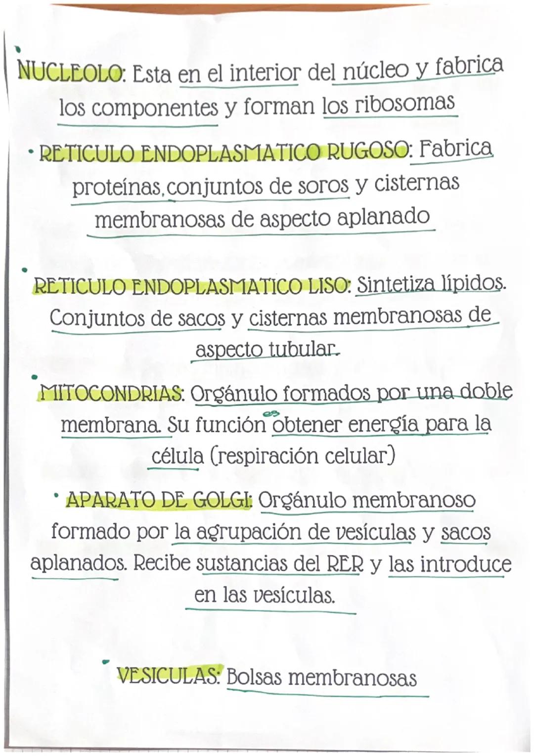 Definiciones
MENBRANA PLASMATICA: Protege a la célula y
permite o bloquea la entrada de sustancias
NUCLEO CELULAR: Se encuentra el ADN, perm