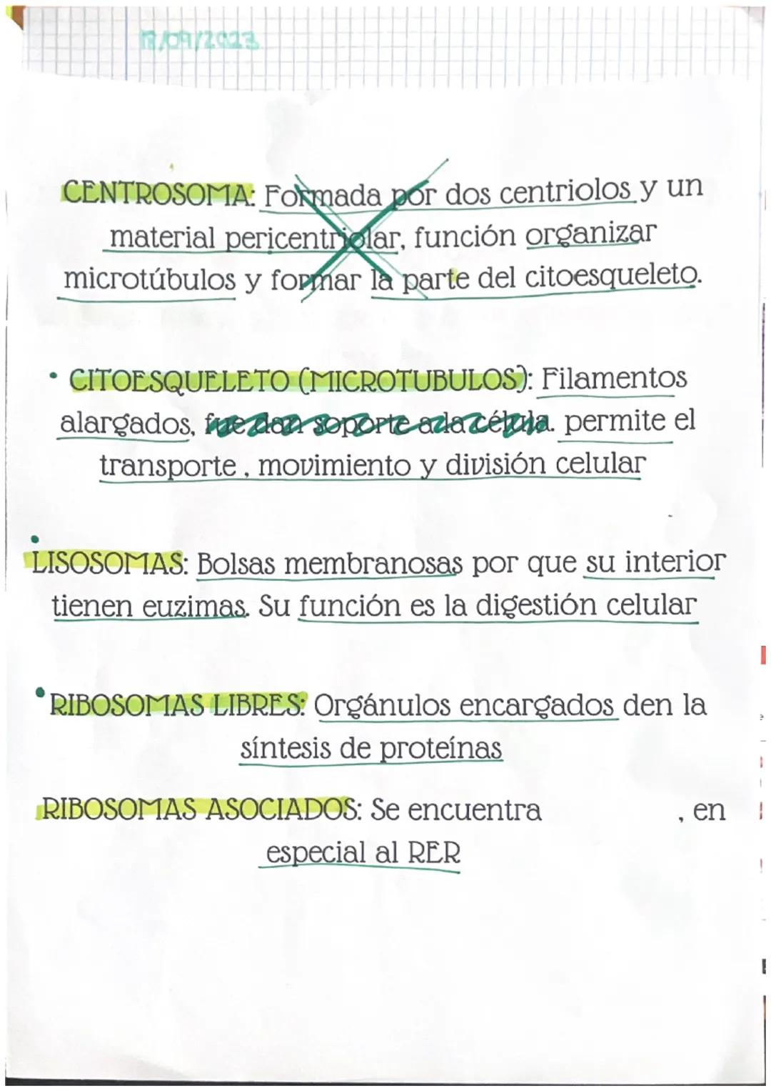 Definiciones
MENBRANA PLASMATICA: Protege a la célula y
permite o bloquea la entrada de sustancias
NUCLEO CELULAR: Se encuentra el ADN, perm