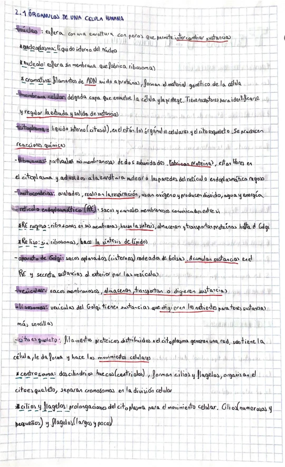 TEMA 1 = 4 CUERPO
HUMANO
NIVELES DE ORGANIZACIÓN
Los seres vivos somos organismos organizados. Estamos formados por pequeñas partículas
que 