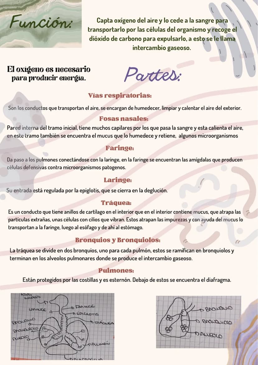 
<p>El sistema respiratorio es fundamental para la función del cuerpo humano. Una de sus principales funciones es el intercambio de gases, q