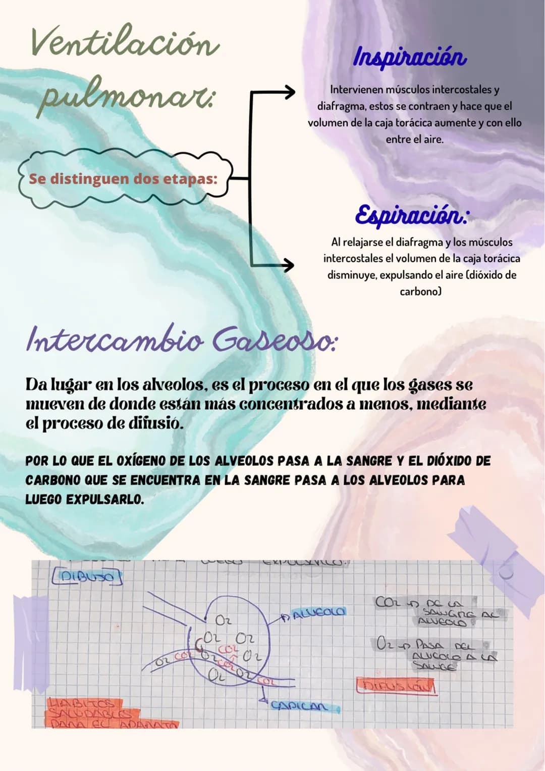 
<p>El sistema respiratorio es fundamental para la función del cuerpo humano. Una de sus principales funciones es el intercambio de gases, q