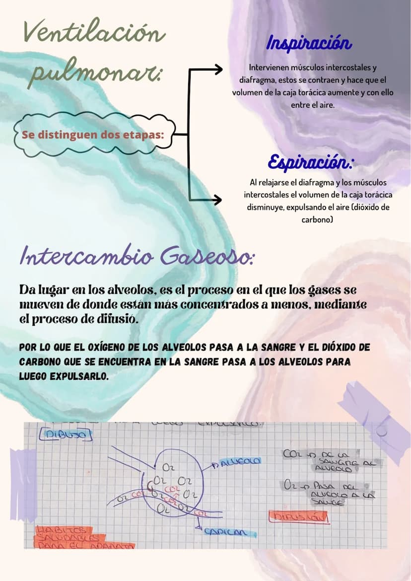
<p>El sistema respiratorio es fundamental para la función del cuerpo humano. Una de sus principales funciones es el intercambio de gases, q
