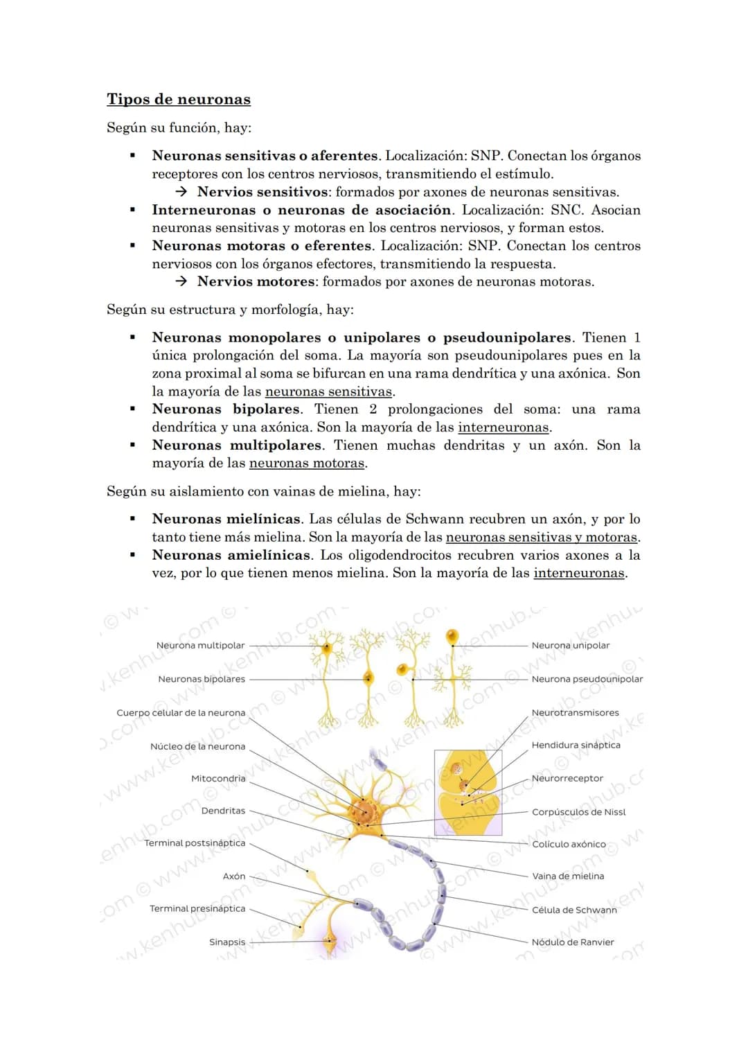 La coordinación
La coordinación es la selección y procesado de la información que recibimos del
medio externo e interno que permite la adapt