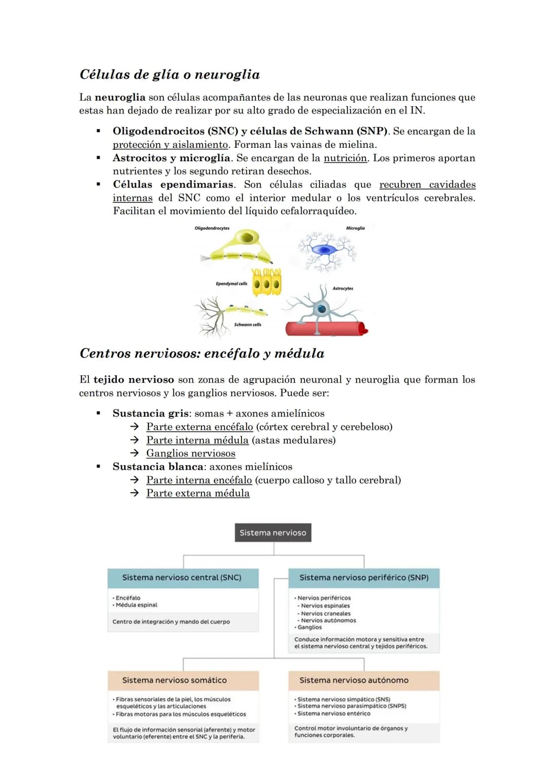 La coordinación
La coordinación es la selección y procesado de la información que recibimos del
medio externo e interno que permite la adapt